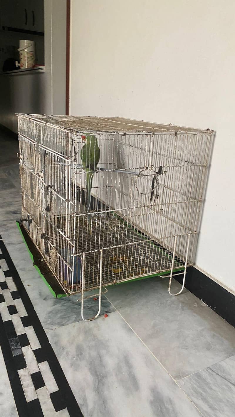 raw parrot 4
