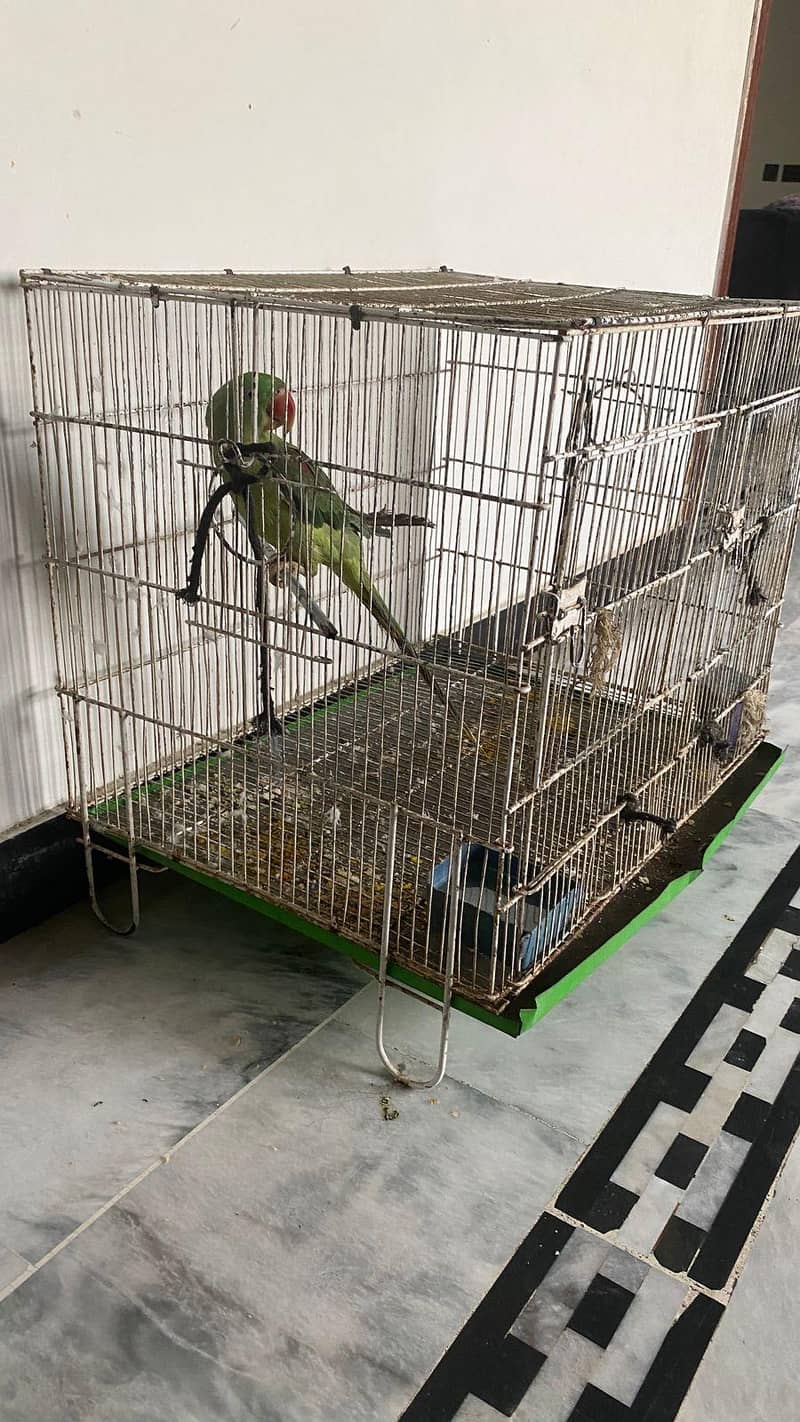 raw parrot 5