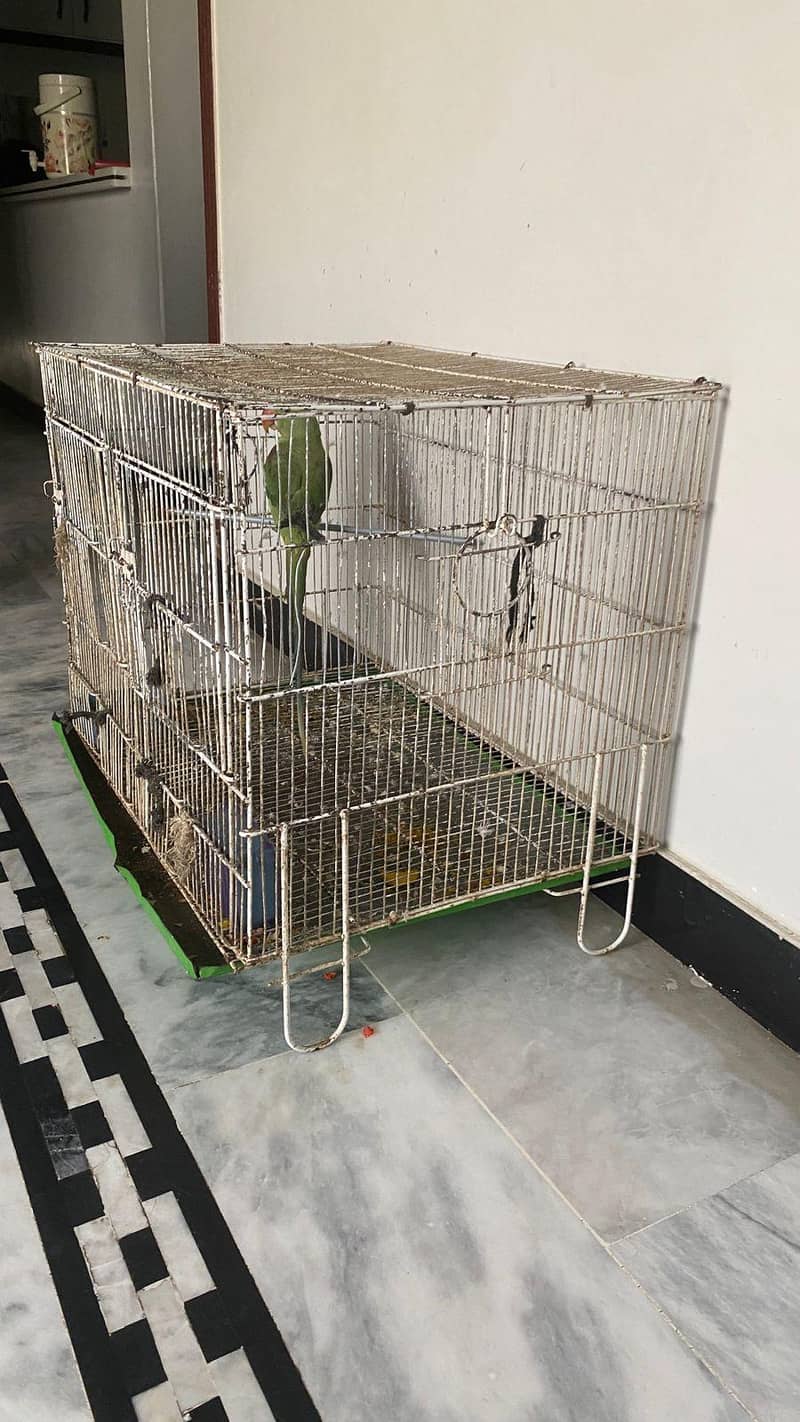 raw parrot 6