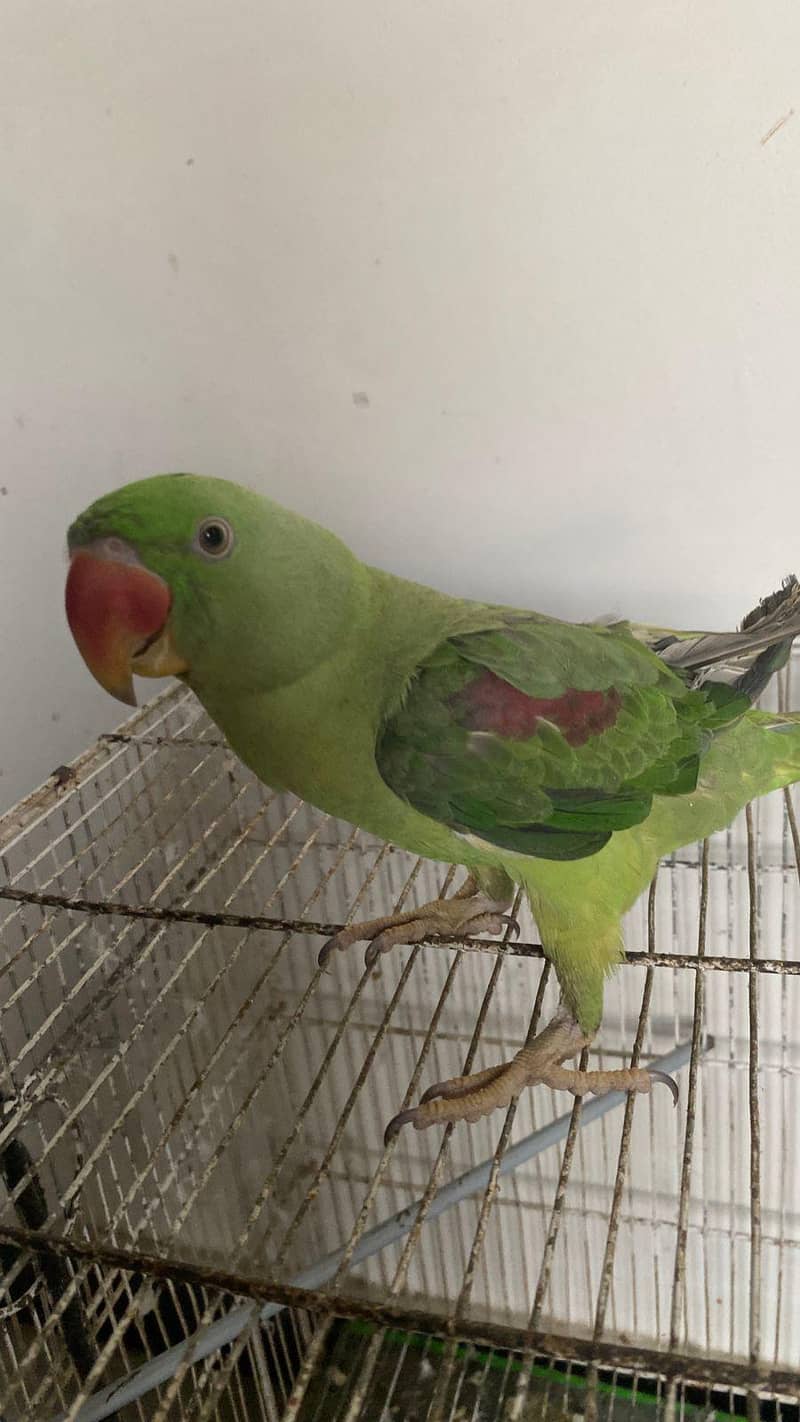 raw parrot 7
