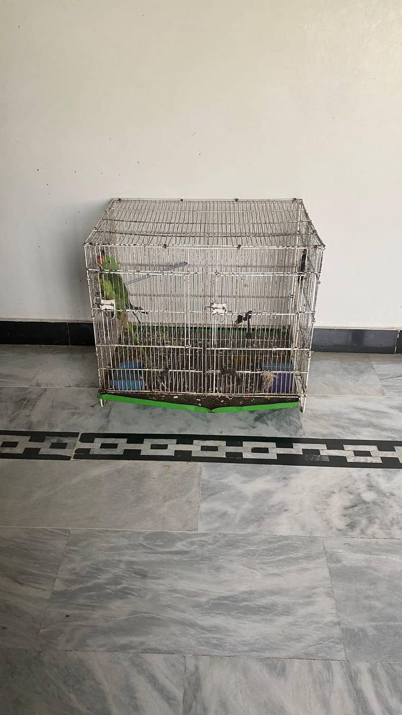 raw parrot 8