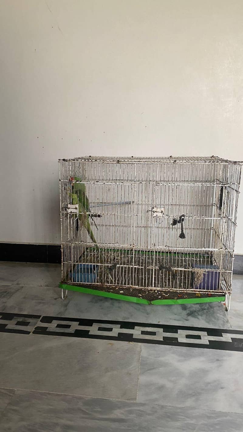 raw parrot 9