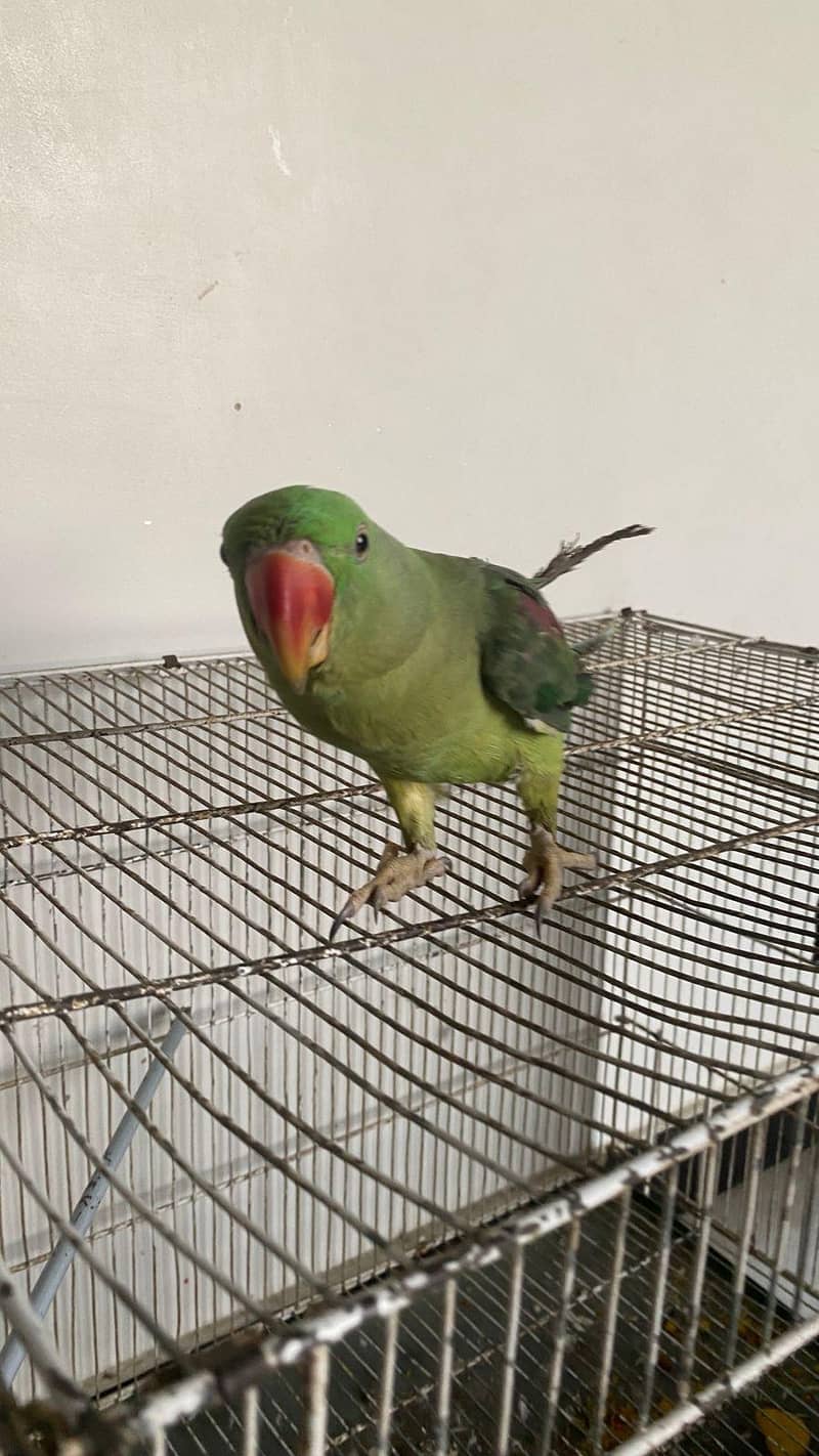 raw parrot 10