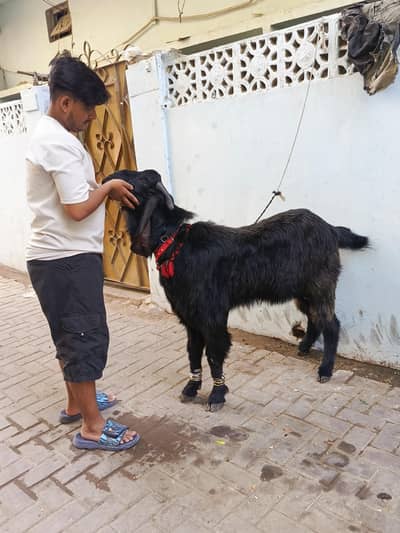 goats