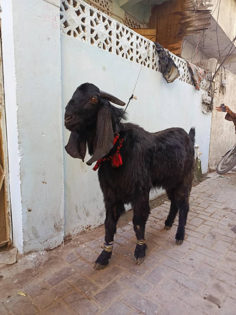 goats 1