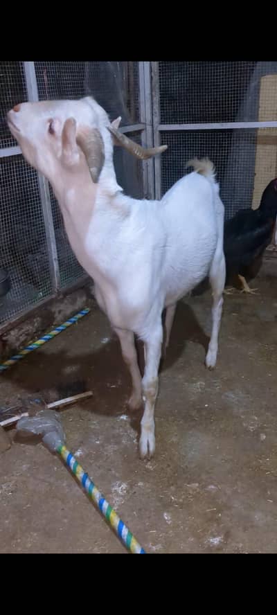 Tedda Bakra