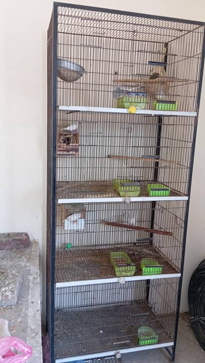 cage selling and white java