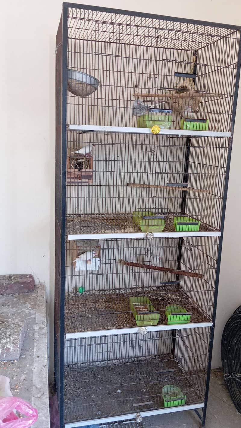 cage selling and white java 0