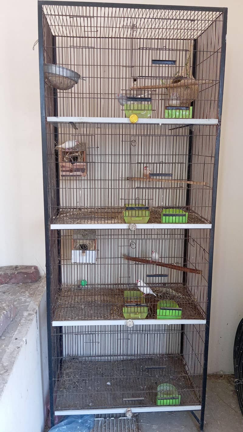 cage selling and white java 1