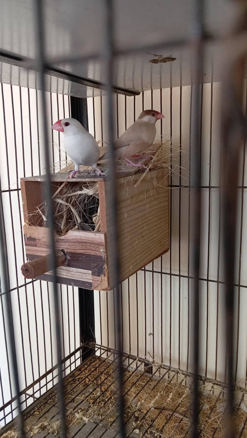 cage selling and white java 2