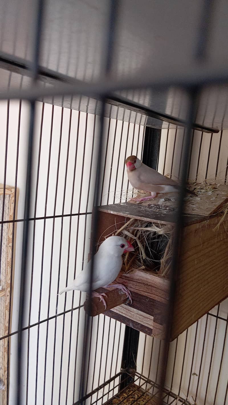 cage selling and white java 3