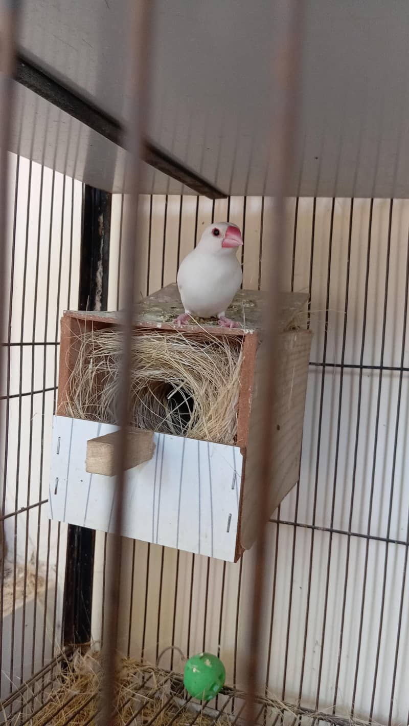 cage selling and white java 4