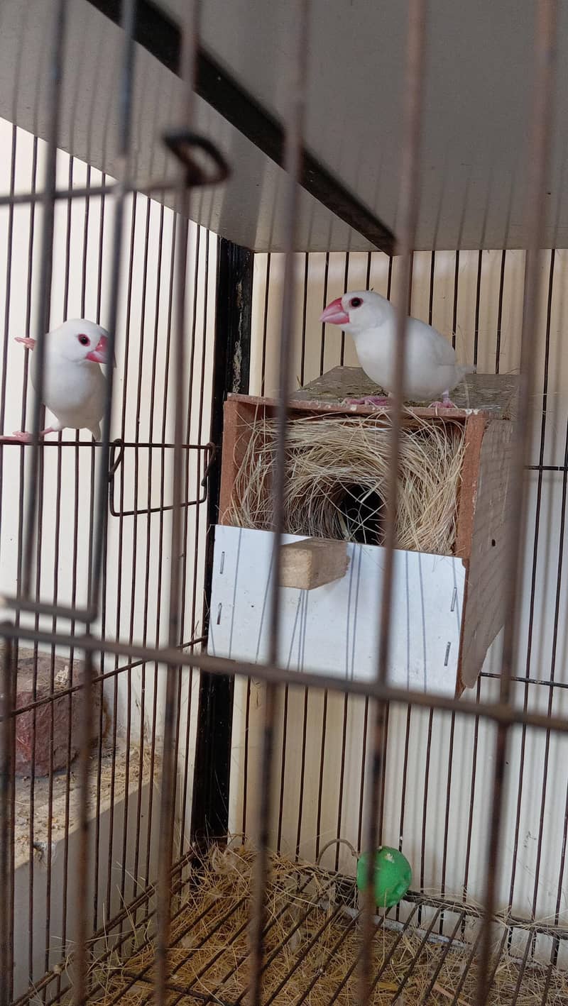 cage selling and white java 5