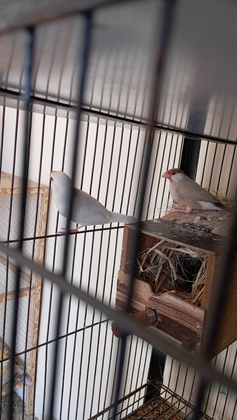 cage selling and white java 6