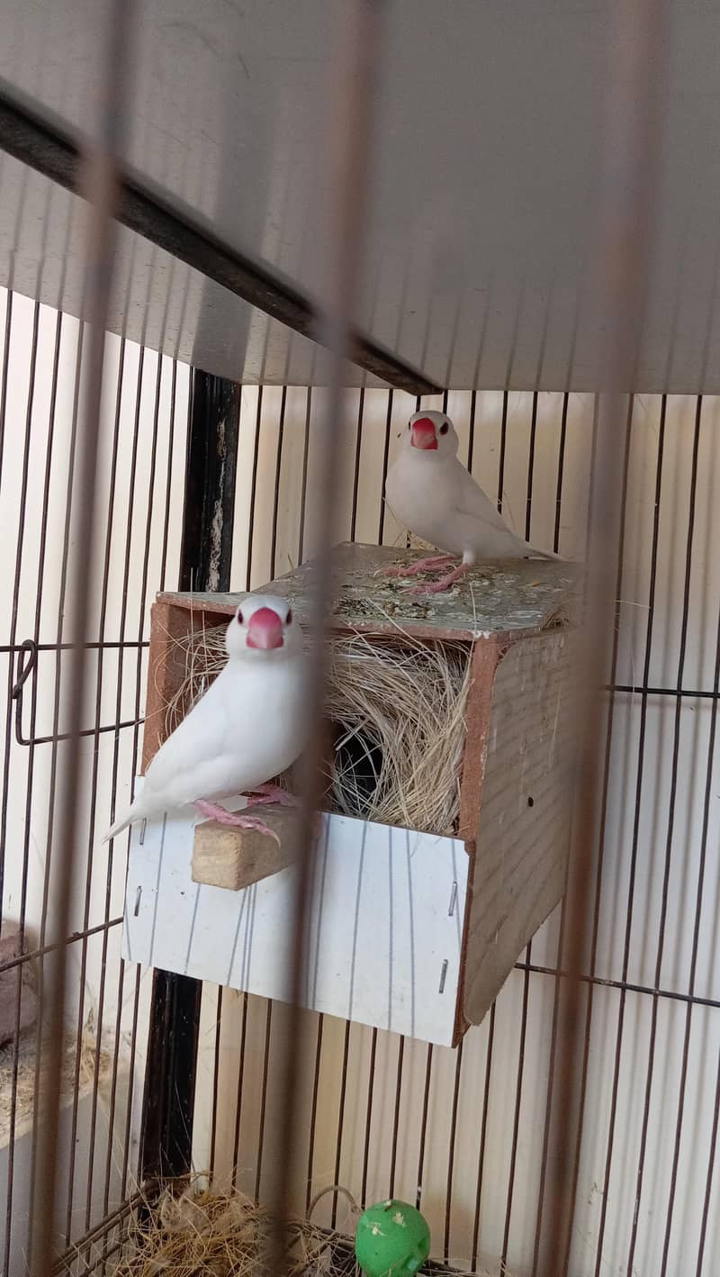 cage selling and white java 7