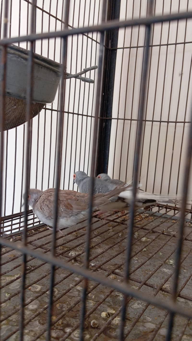 cage selling and white java 8