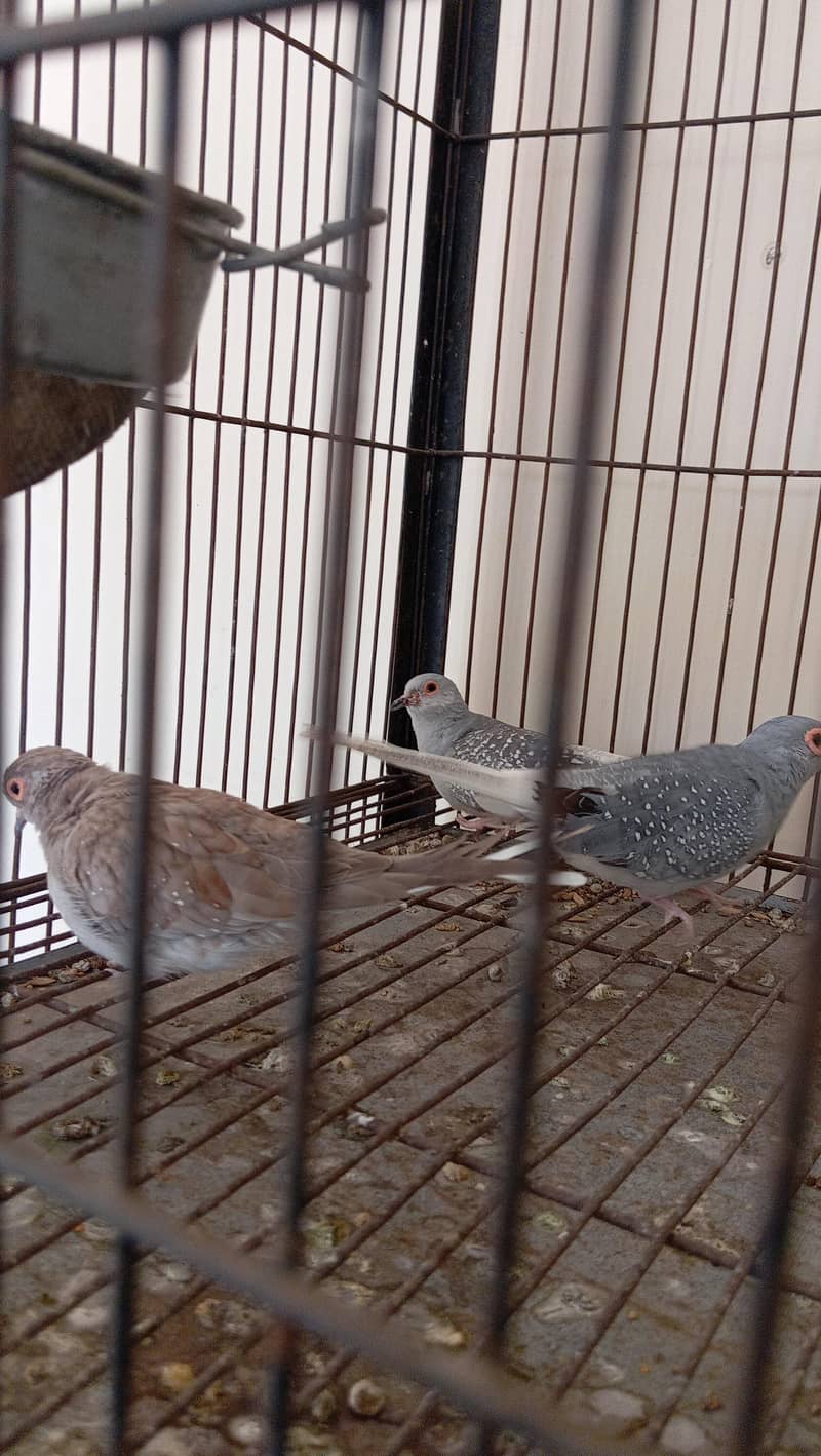 cage selling and white java 9