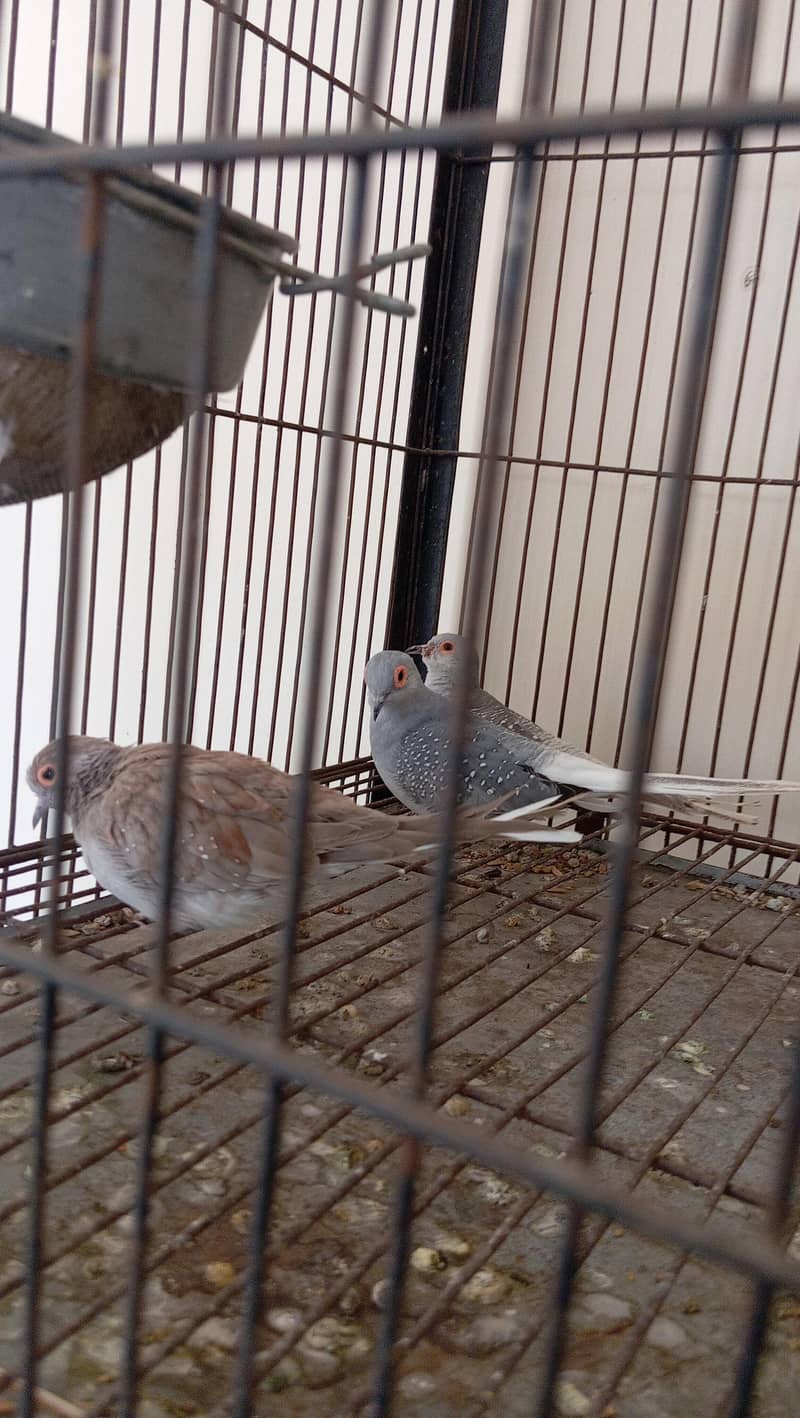 cage selling and white java 10