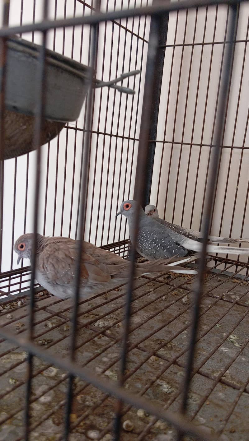 cage selling and white java 11