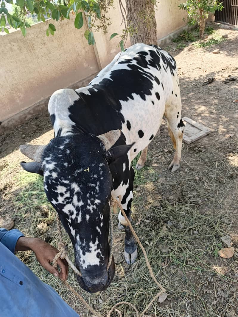 قربانی کے لیے بہترین بچھڑا 1