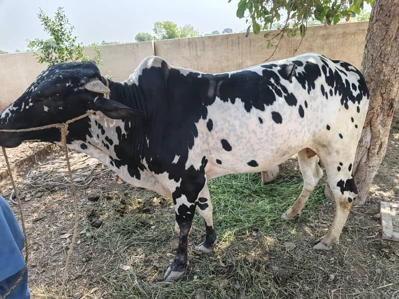 قربانی کے لیے بہترین بچھڑا 2