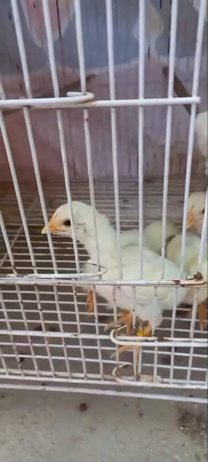 Heera chicks 0