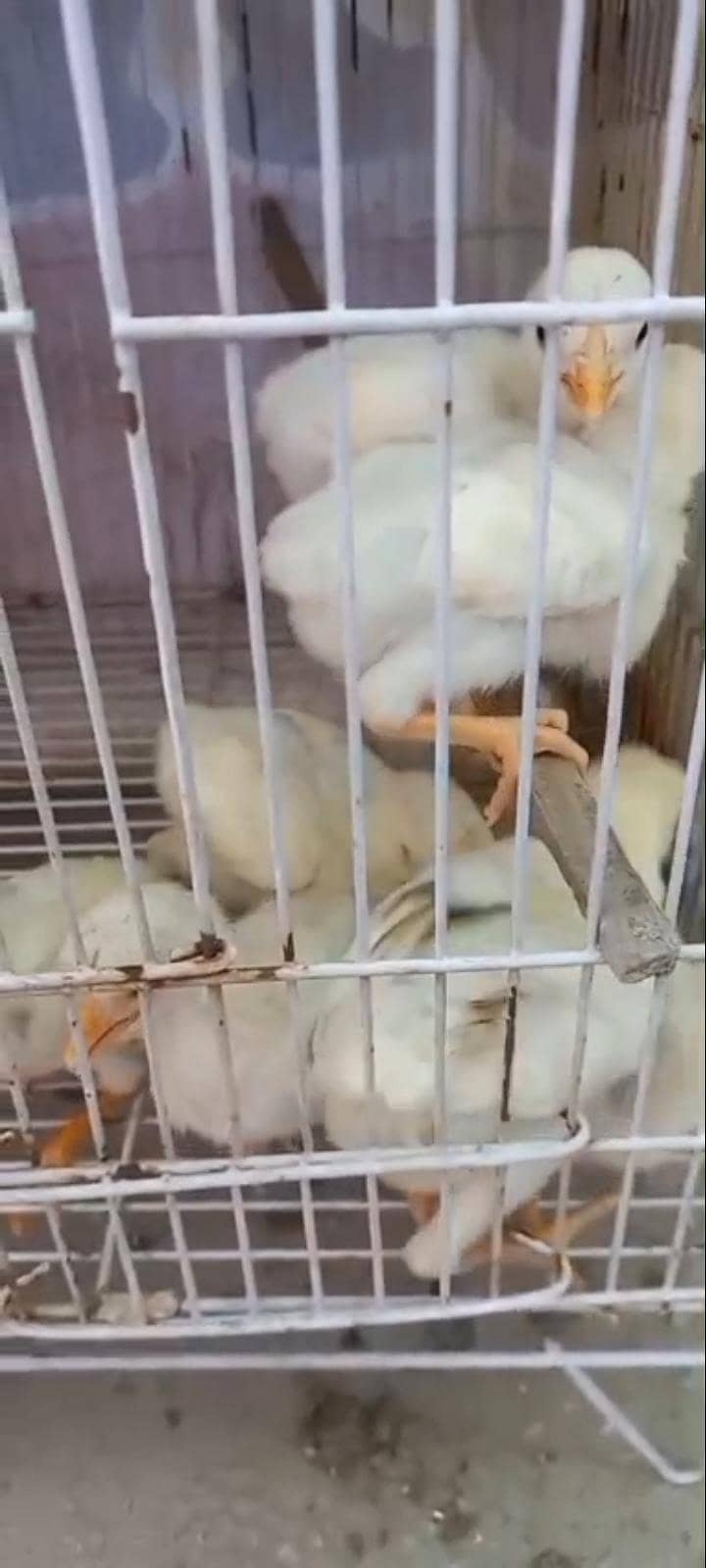 Heera chicks 1