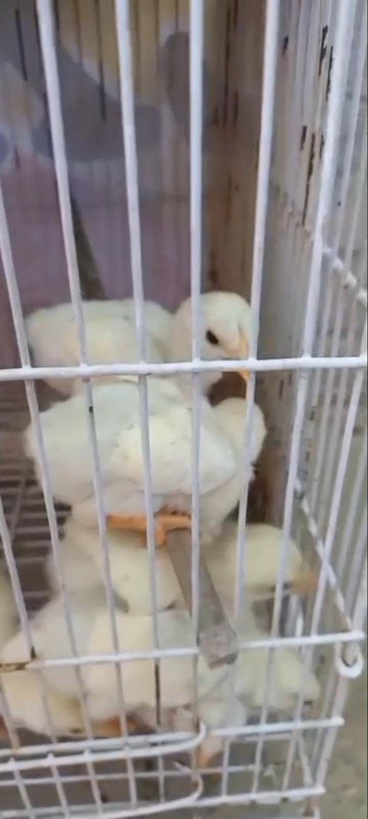Heera chicks 2