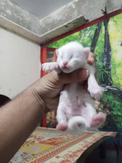 Kittens