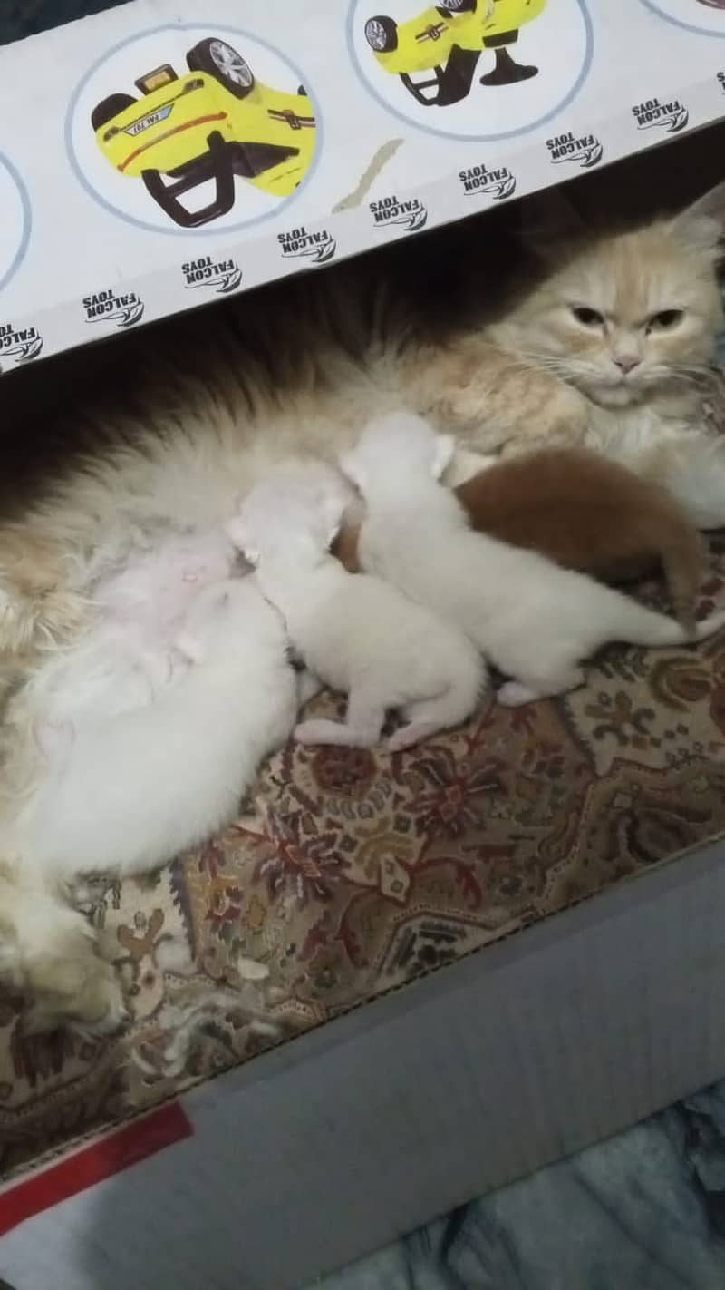 Kittens 1