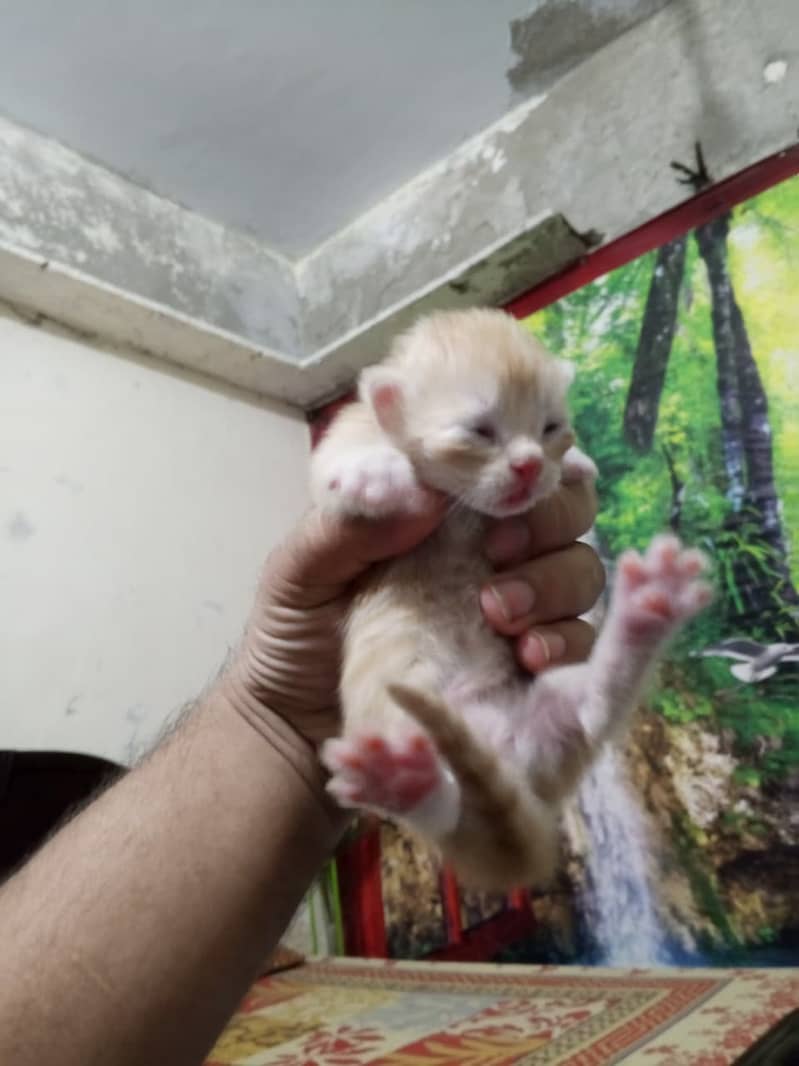 Kittens 2