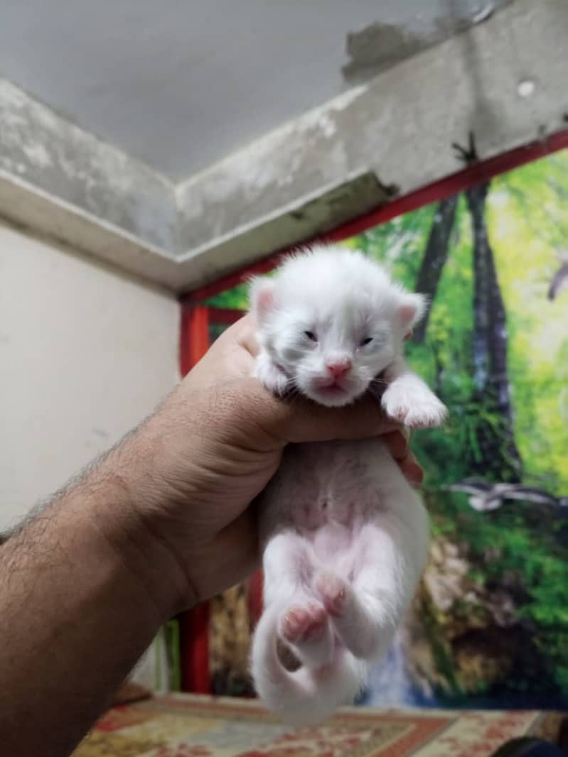 Kittens 3