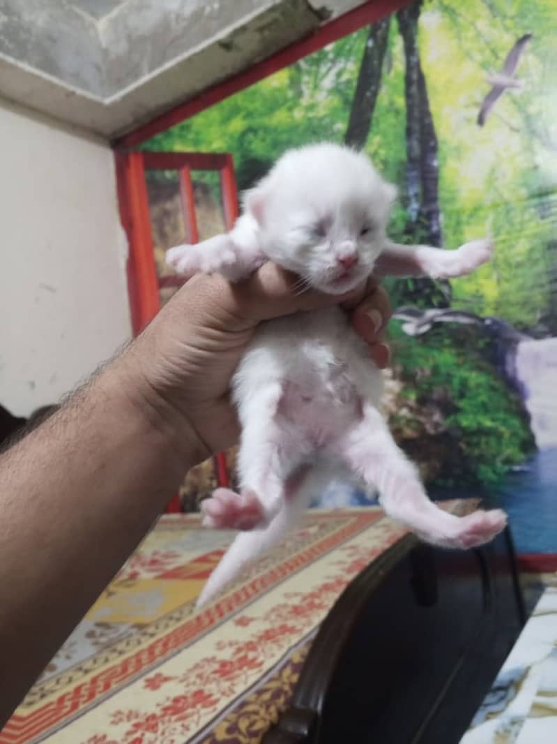 Kittens 4