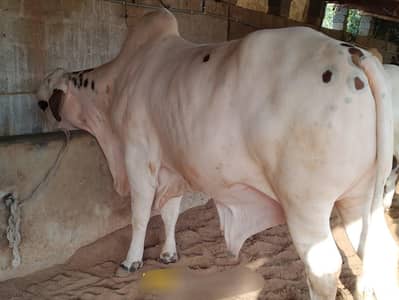 Cow / Bachra for sale