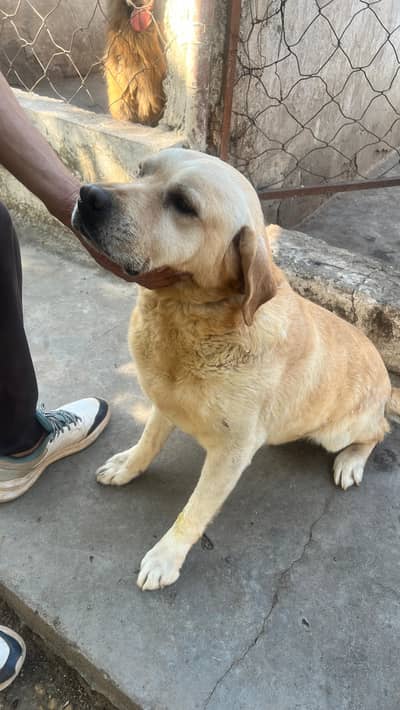 Labrador for sale