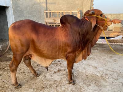 Sahiwal Bull /desi Bachra /donda wacha| Qurbani 2026 / bulls