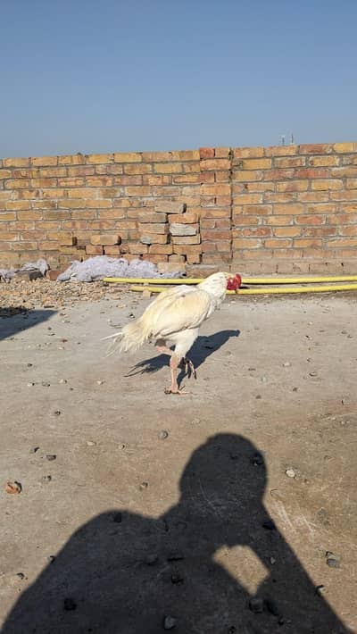Heera Aseel Male available