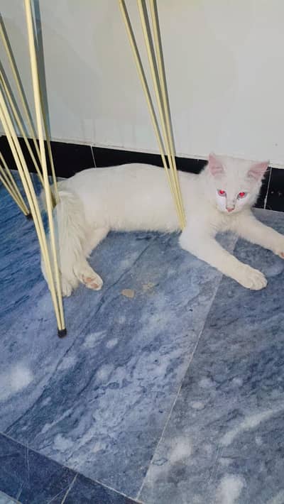 Active Cat Person White