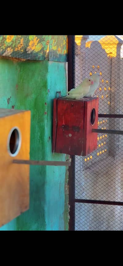2 love bird breeder females  contect on 03207672152 whatsapp only