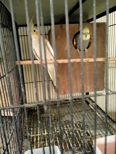 cocktail breeder pair 03127093372