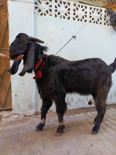 Bakra for sale