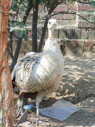 Premium Black Shoulder Peahen – 1 Year Old