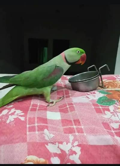 tame talking parrot