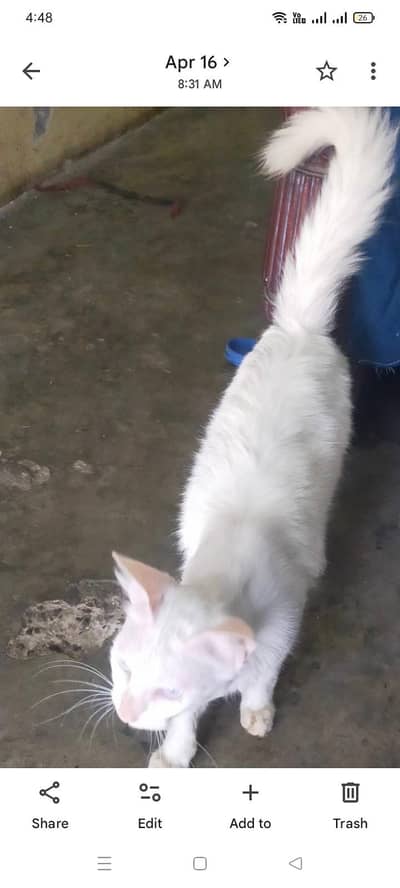 Persian cat