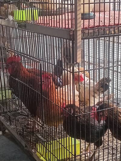 desi hens eggs wali