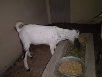 2 dant desi bakra