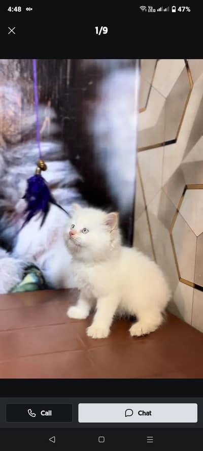 persian kittens 45days age 3 white kittens