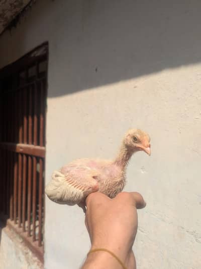 Aseel chicks good quality