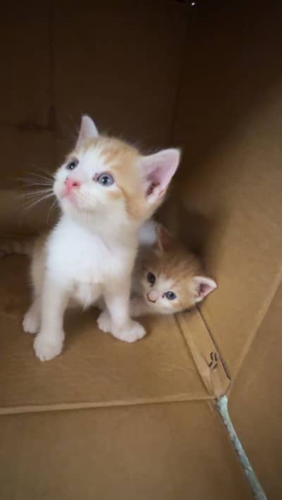Semi Persian kittens