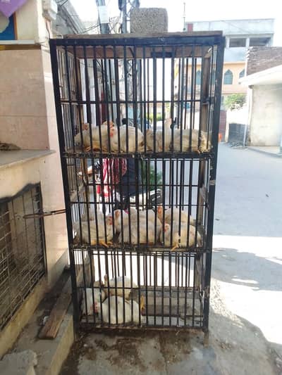 pet home 6 floors